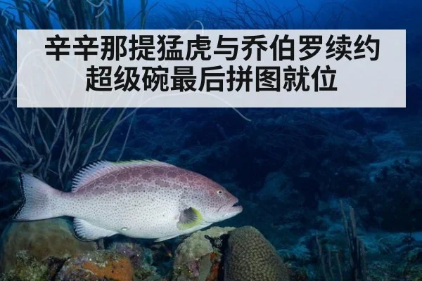 辛辛那提猛虎与乔伯罗续约 超级碗最后拼图就位